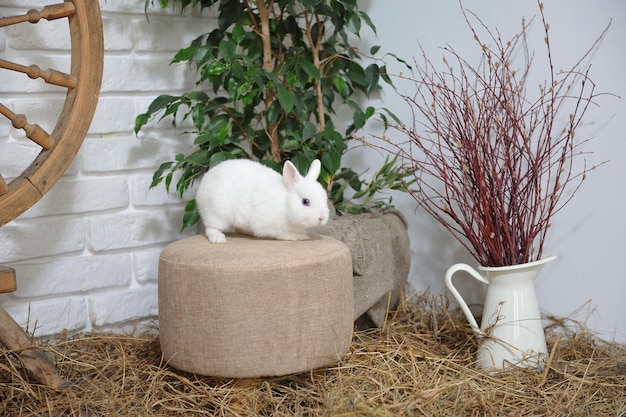From Medical Marvel to Bedroom Essential The Rabbit Story