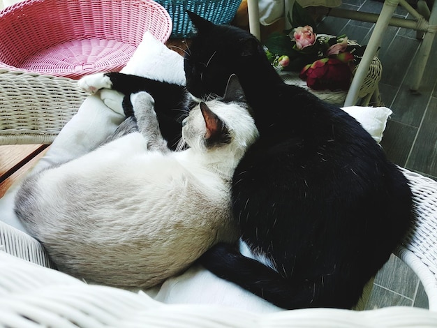 CAT: The Purr-fect Position for Enhanced Intimate Pleasure